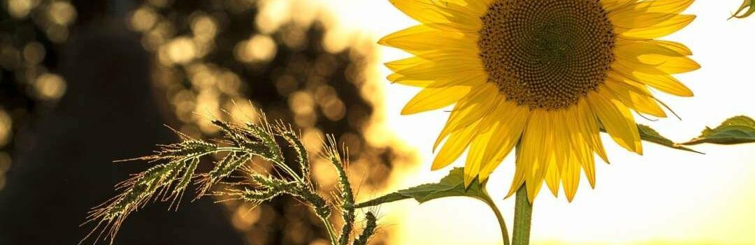 ����: 056.ua