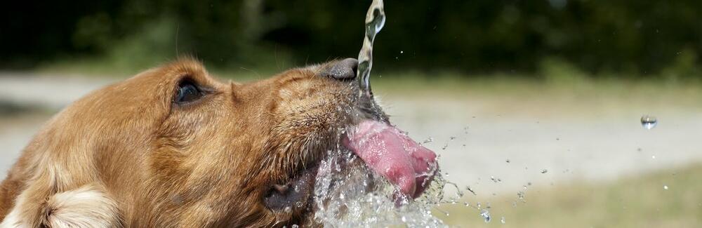 ����: 056.ua