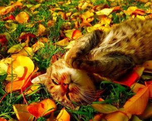  ���������� ������� �������� ������ ������� ������ ������� ����� 