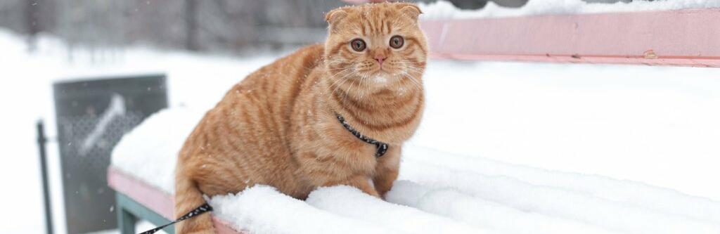  ������ ��� ����������� ������� ������ ������� ����� 