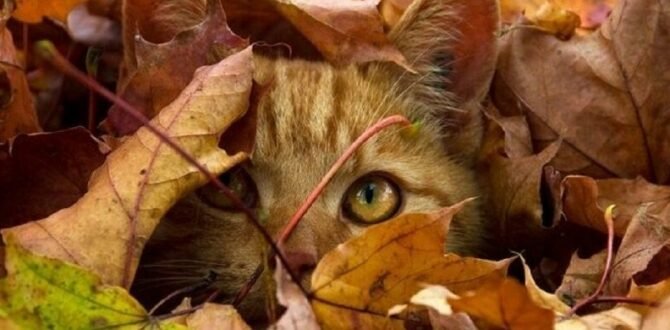  ������ �������� ������ ������� ���� ������������ �������� ��� 