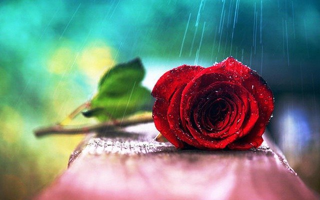  ������ �������� ����� ������� ���� ���� ������ ����� 