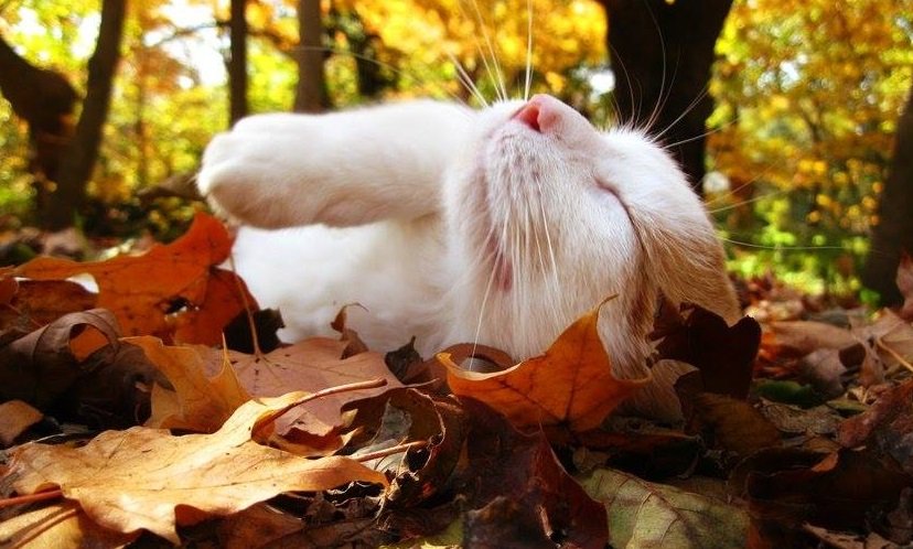  ���� ���� ����� ����������� ���������� ������ 