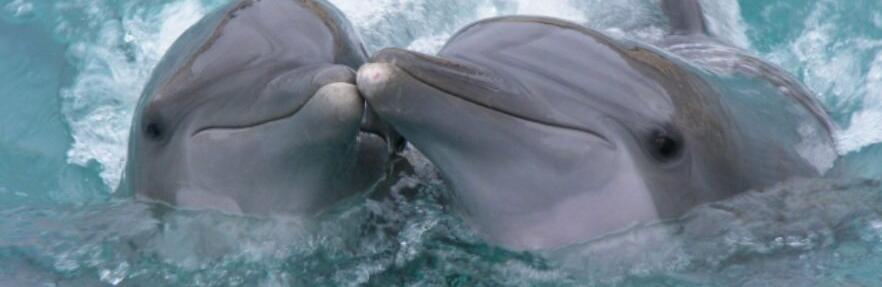  ������� ������� ������ ��� ������ ������� ������ �������� 