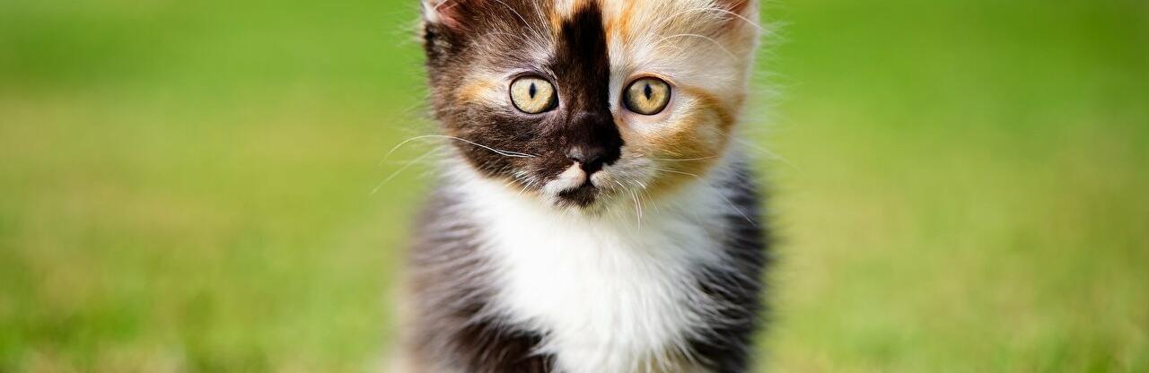 ����: 056.ua