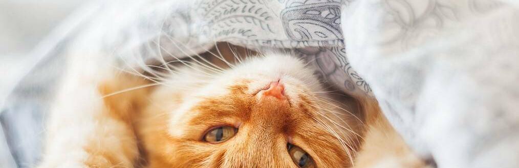  ������ �������� ������� ������ ������� ����� 