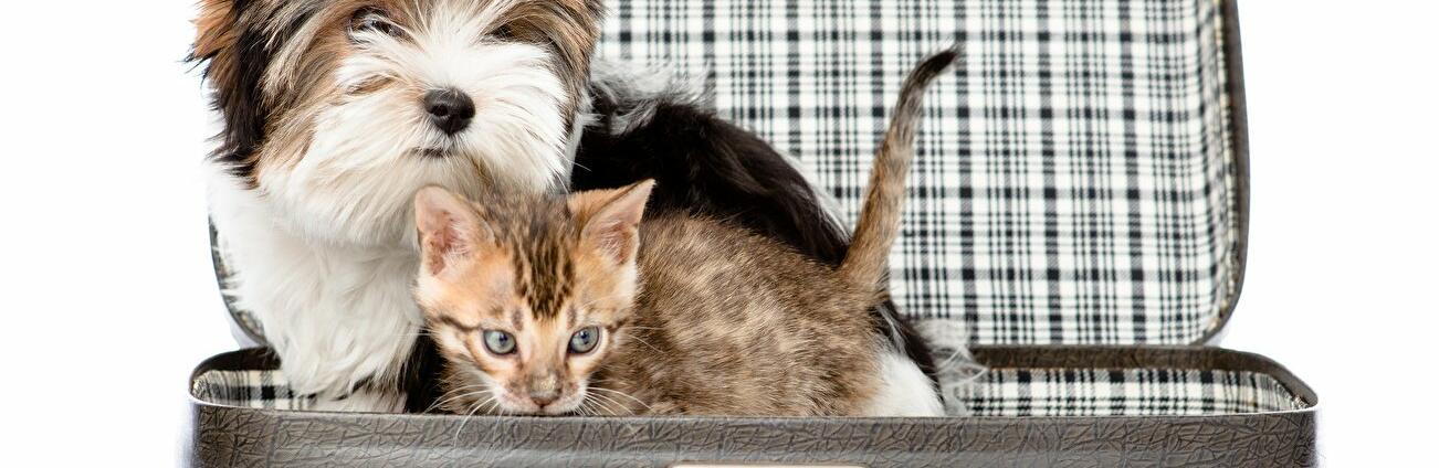 ����: 056.ua