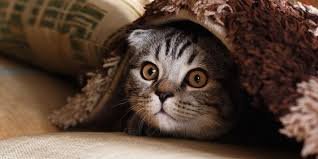  ������ ��� ����� ������� �������� ��������� ����������� 