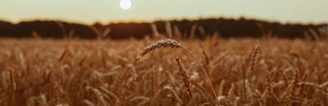 ����: 056.ua