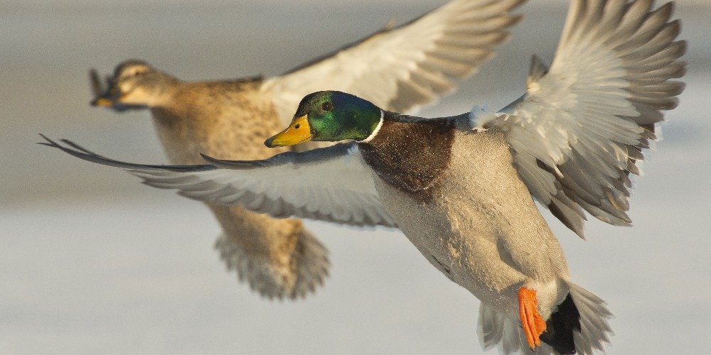  ���������������� ������ ������� ��� ������� ����� �������� ��������� 