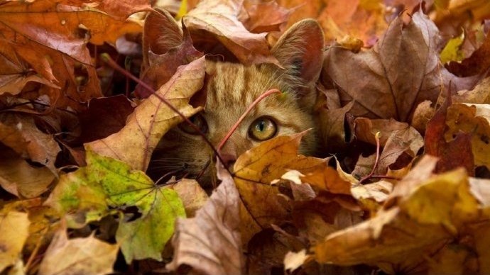 ����: 056.ua