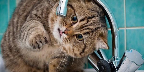  ������� ������� ������ ������ �������� ���� 