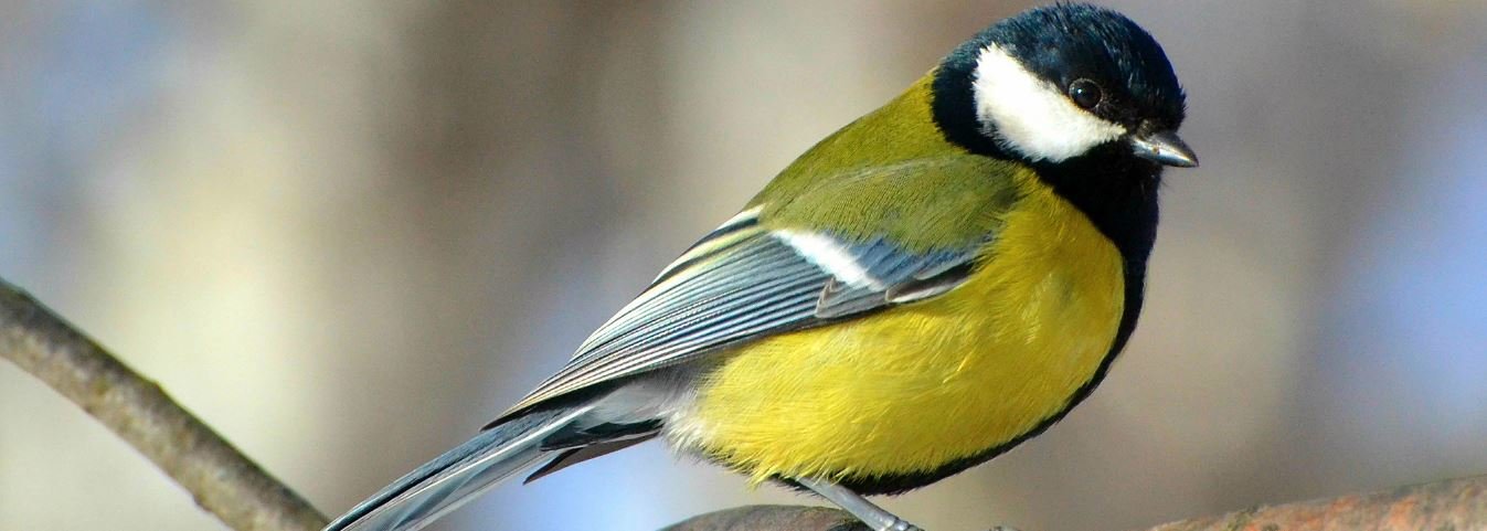 ����: 056.ua