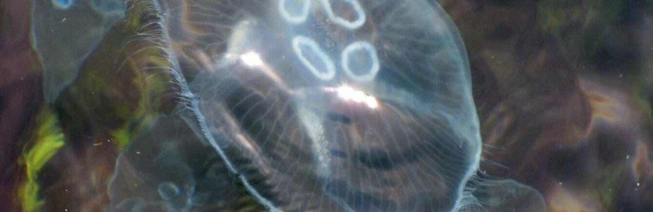  �������� ����� ������ ��������� ������ 