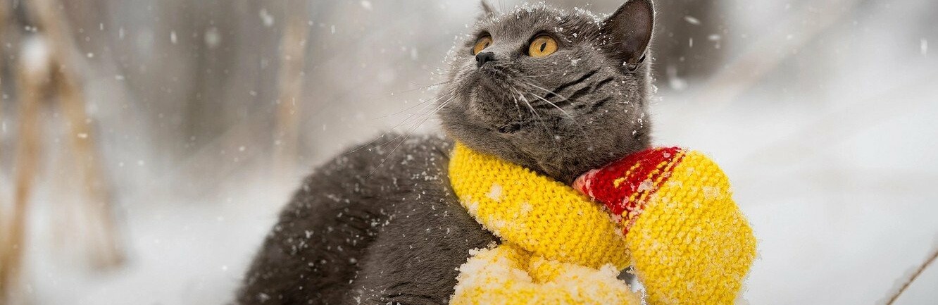  ������� ����������� ����������� ����� �������� ����������� ���� ������ 