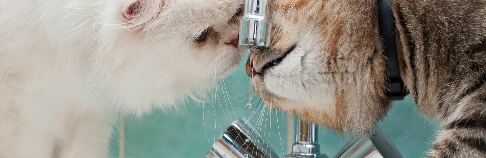  ������ ������ ���� �������� ��� �������� ���� ������ 