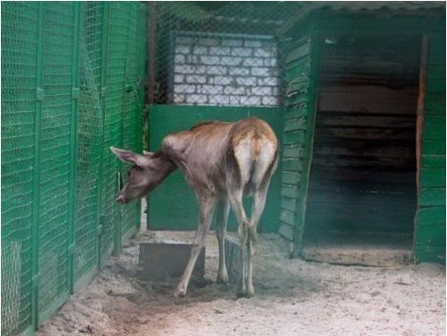 «Нечеловеческие» условия: спустя почти сорок лет «заключенные» днепропетровского зоопарка вернутся в нормальные условия содержания (фото) - фото 15