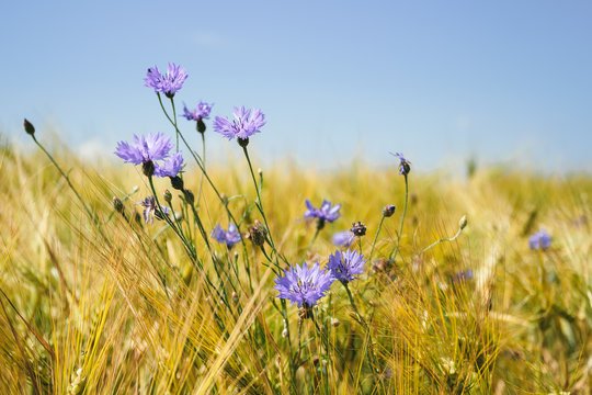 Абсолютний максимум 39° у Дніпрі та області: якою буде погода в липні