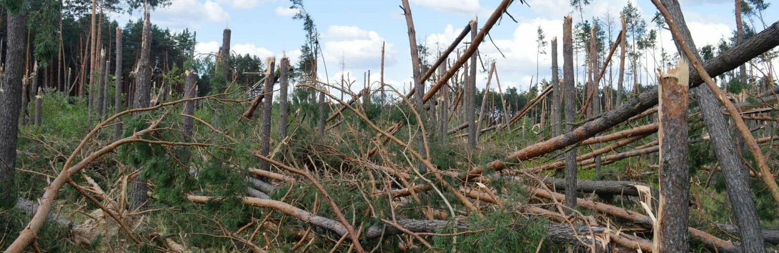 Знищені та постраждалі ліси у прифронтовій зоні Дніпропетровщини готують до відновлення