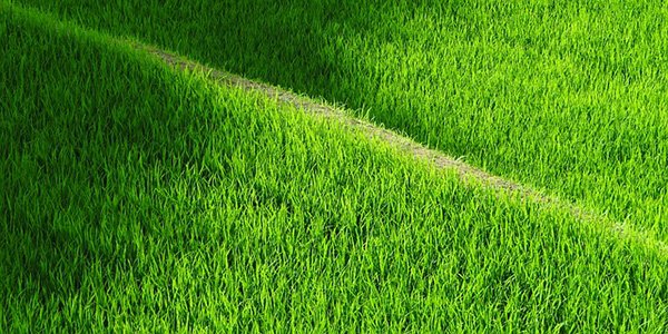 Одразу на 20%: прогнозується рекордне здорожчання популярної крупи
