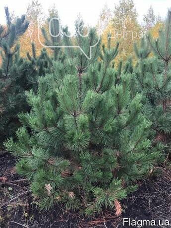 Сосна Крымская Купить В Краснодаре