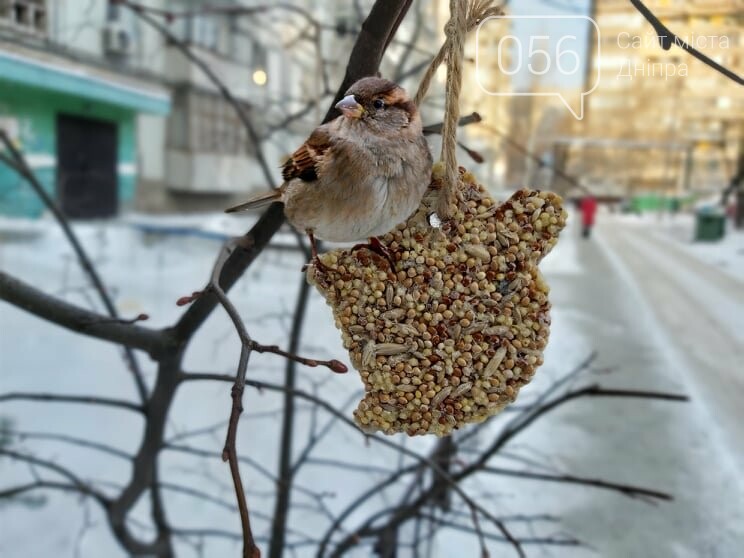 Покорми синичку: как днепрянам сделать экологичную кормушку своими руками, - ИНСТРУКЦИЯ, фото-18