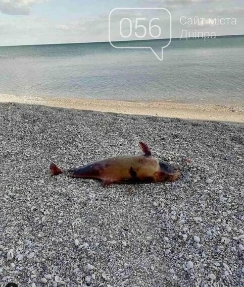 На море, куда ездят большинство днепрян, нашли жуткие находки, - ФОТО 18+, фото-3