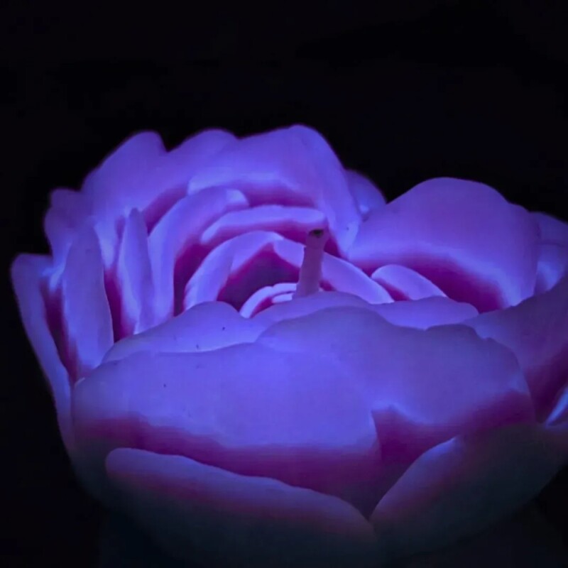 Свічка троянда люмінісцентна GlowKink 62 г, низькотемпературна, L, для БДСМ, фіолетова - Изображение 3