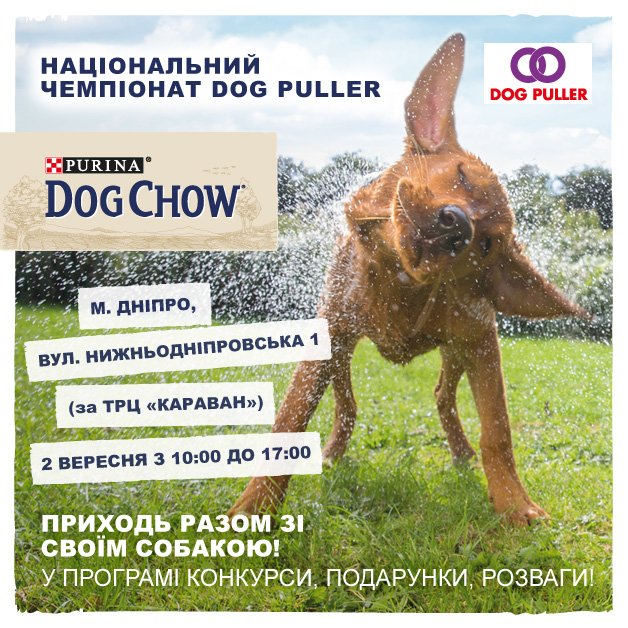 Purina® Dog Chow®: проверь свою собаку на «собачность», фото-1 Purina® Dog Chow®: проверь свою собаку на «собачность», фото-1