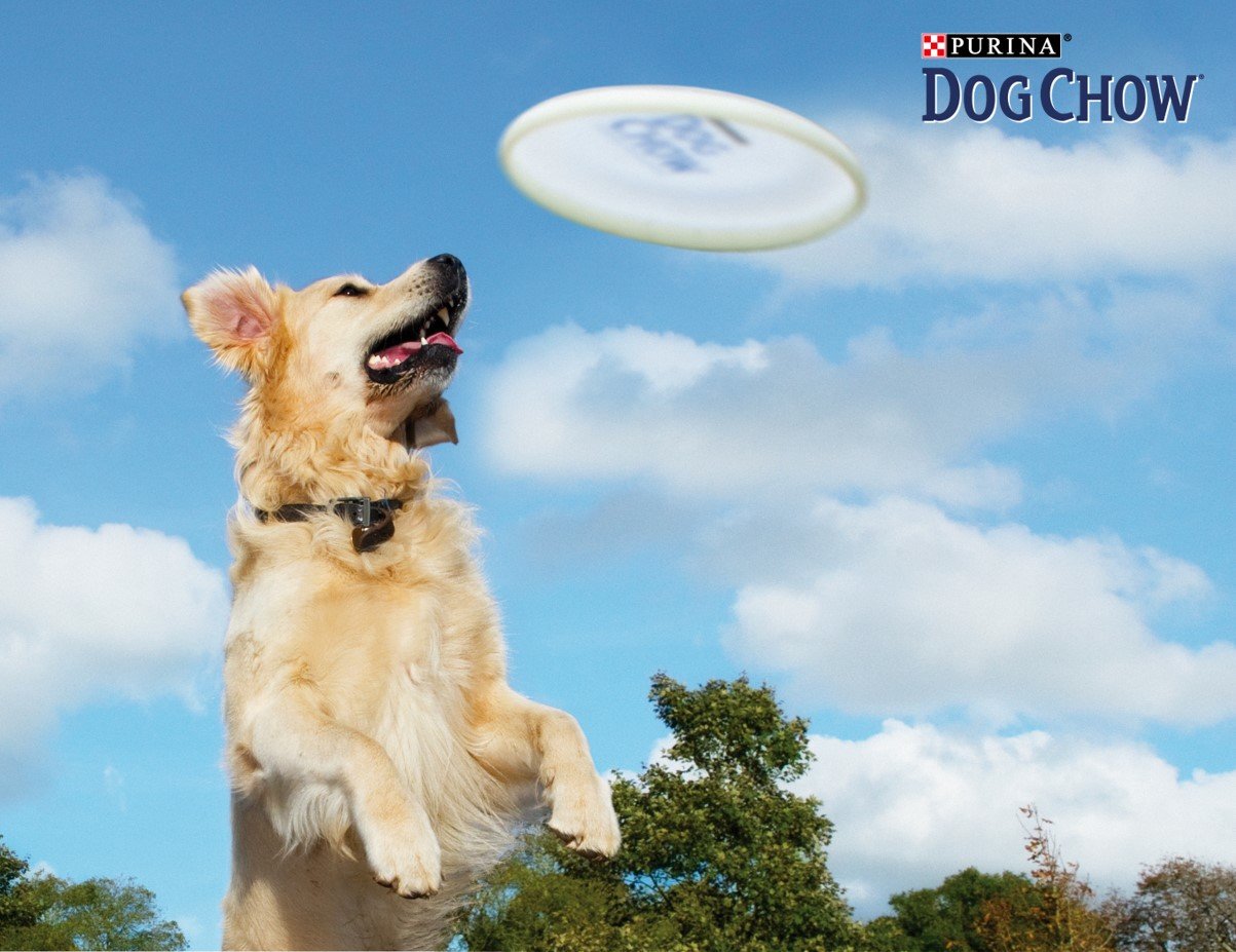 Purina® Dog Chow®: проверь свою собаку на «собачность», фото-2 Purina® Dog Chow®: проверь свою собаку на «собачность», фото-2