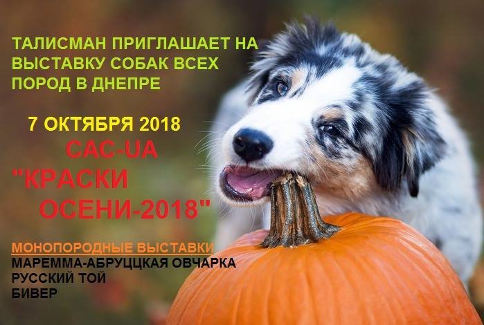 Как провести уикенд в Днепре: uCRAZYans, выставки кошек и с..., фото-3 Как провести уикенд в Днепре: uCRAZYans, выставки кошек и собак и эко-суббота, фото-3