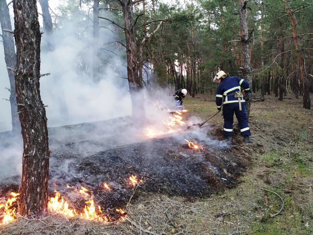 Лесной пожар управление. Спасатели тушат лес. Брянск пожар военное лесничество. Подстилочный пожар. Лесник на пожаре.