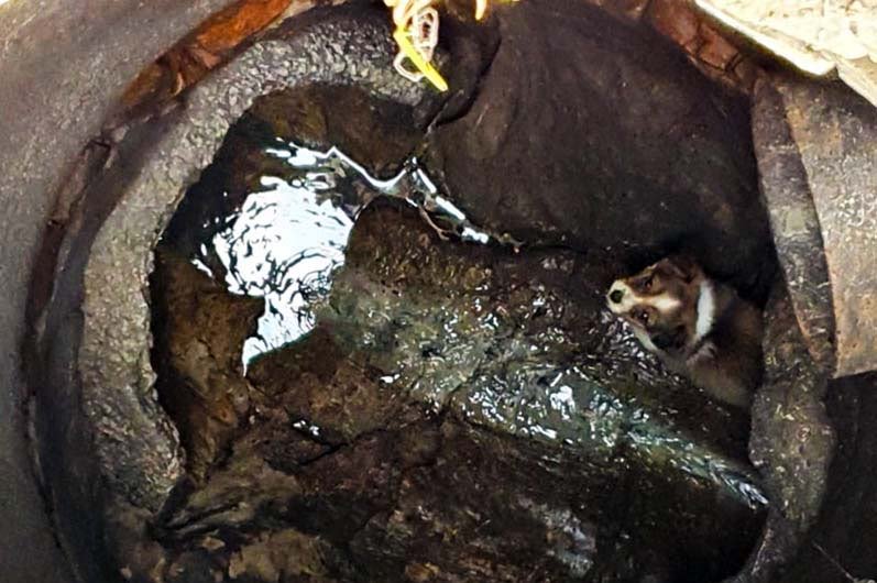 В Днепре спасатели достали маленького щенка из колодца