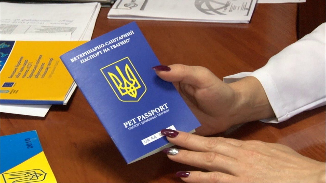 Днепрянам на заметку: чипирование собак, зачем это нужно и..., фото-4 Днепрянам на заметку: чипирование собак, зачем это нужно и сколько стоит, фото-4