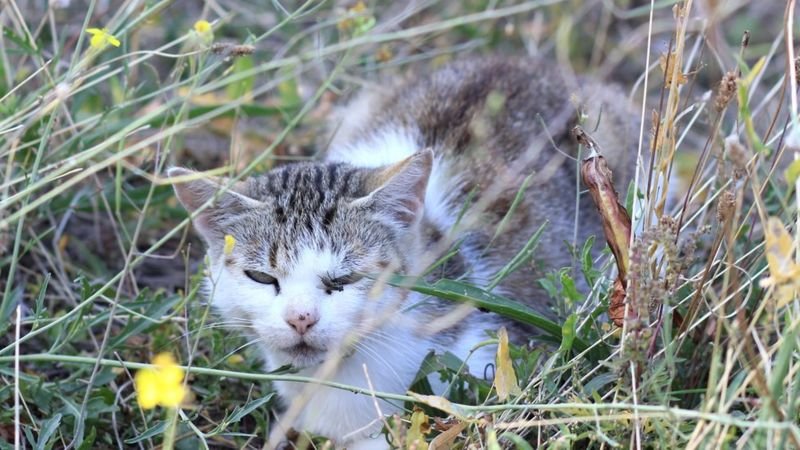 Как днепровские волонтеры доставали из тюрьмы котов, фото-2