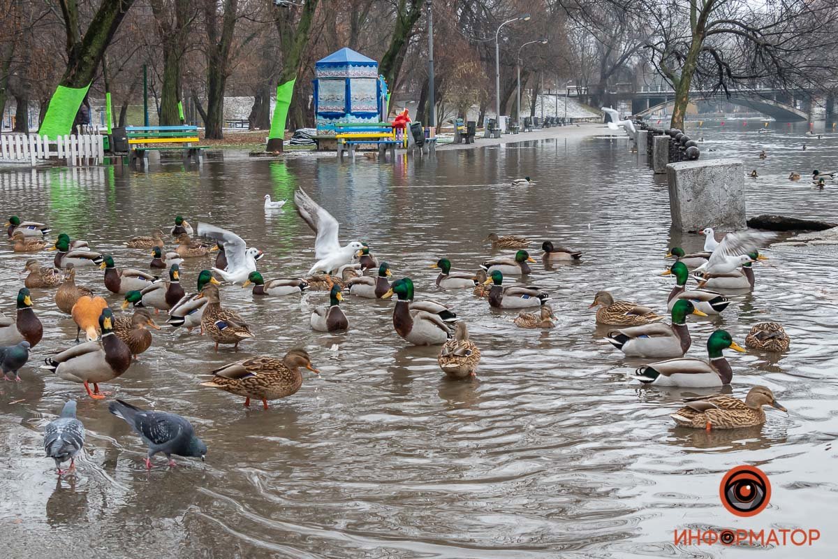 В Днепре затопило парк Глобы, фото-2