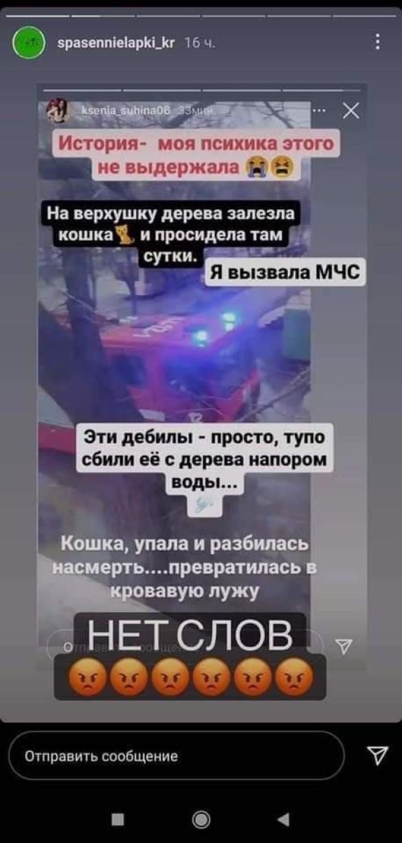 Под Днепром спасатели "сбили" кота с дерева напором воды: в сети разгорелся скандал, фото-1