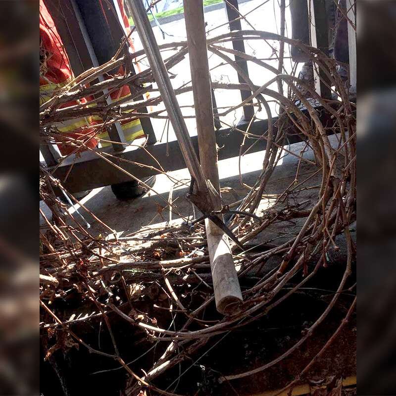 В Днепре на Набережной активизировались змеи: возле кафе отловили 12 штук, фото-1