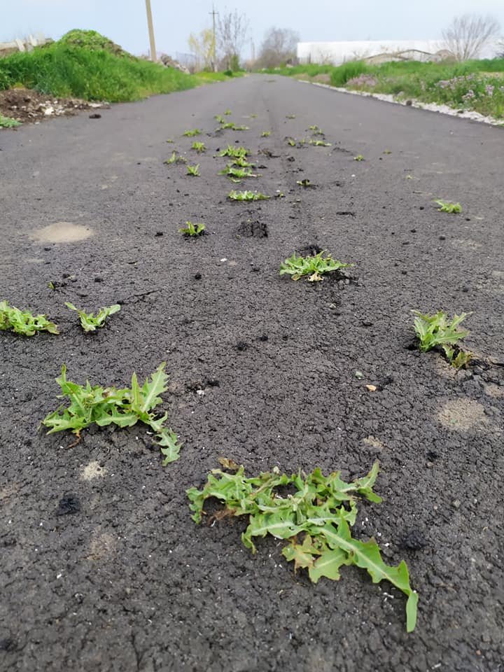 На Днепропетровщине укладчики асфальта ездят рвать на нем сорняки, фото-1