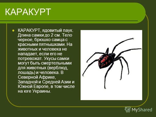 В Днепре мужчину укусил ядовитый паук: членистоногие опять активировались, фото-1