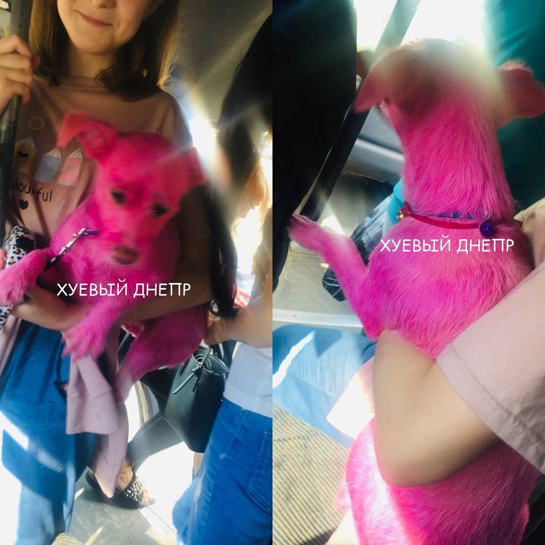 В Днепре девушка разгуливала с ярко розовой собакой: вреден ли тренд , фото-1
