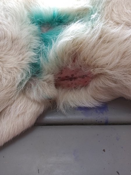 Разрез как при операциях: на Днепропетровщине у психически больной женщины отобрали собаку, фото-2