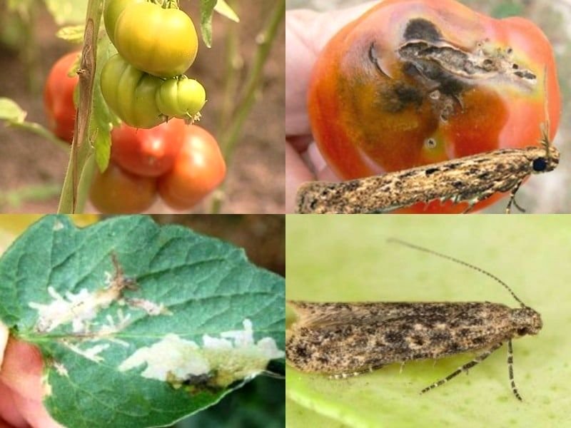 Они могут уничтожить 100% урожая овощей: в Днепр и область добрались южноамериканские насекомые, фото-2