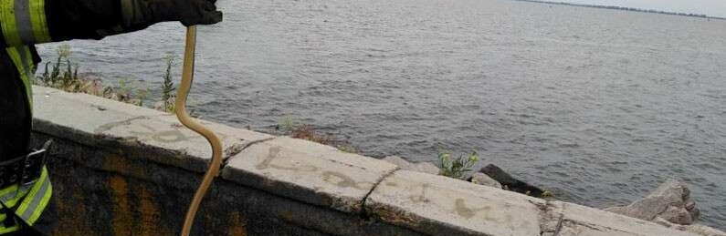 Под Днепром в школу заползла змея: подробности