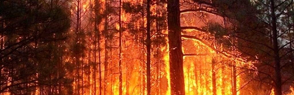 На этих праздничных выходных днепрянам запрещено посещать лес: подробности