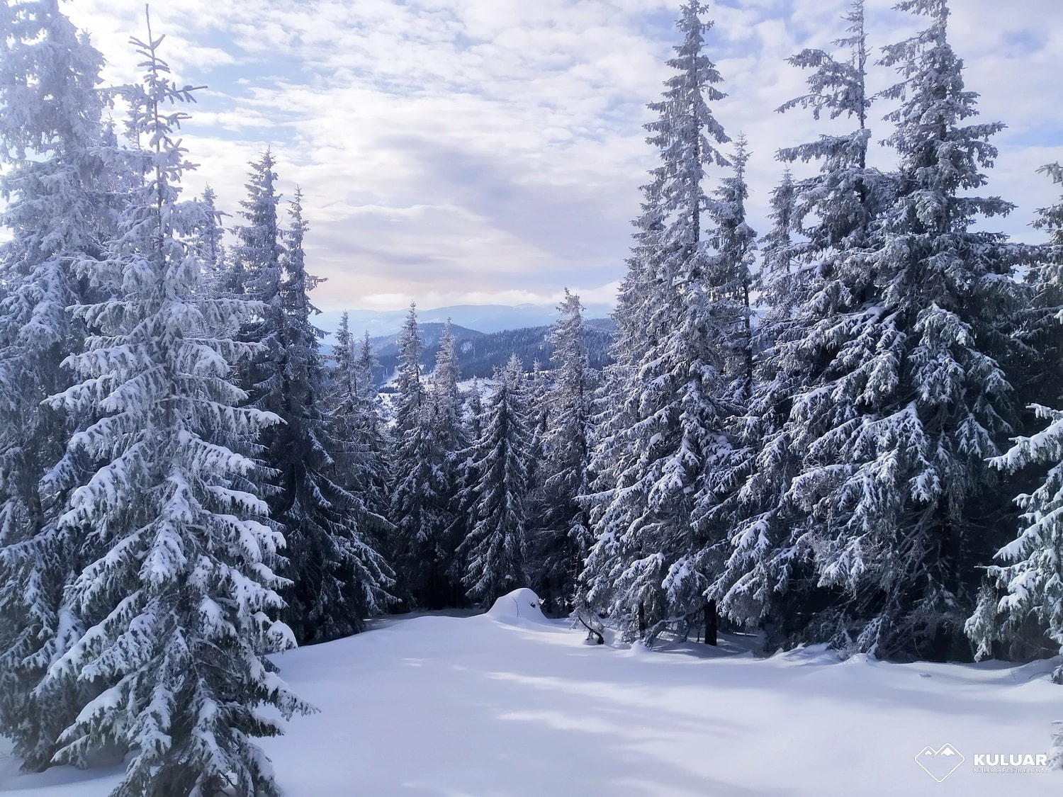 Заснеженный еловый лес в Карпатах с видом на горные хребты. Таким его можно увидеть в зимнем походе. Заснеженный еловый лес в Карпатах с видом на горные хребты. Таким его можно увидеть в зимнем походе.