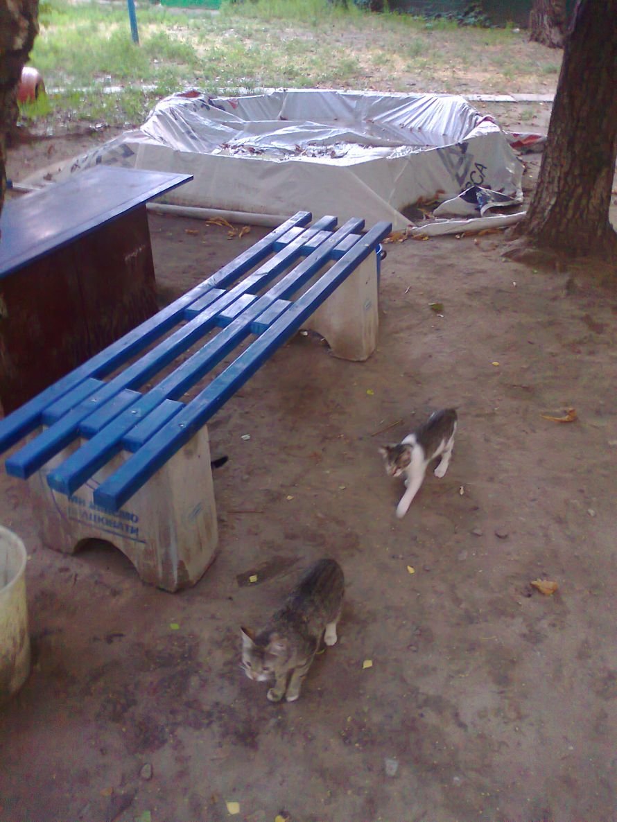 лавч басс кош