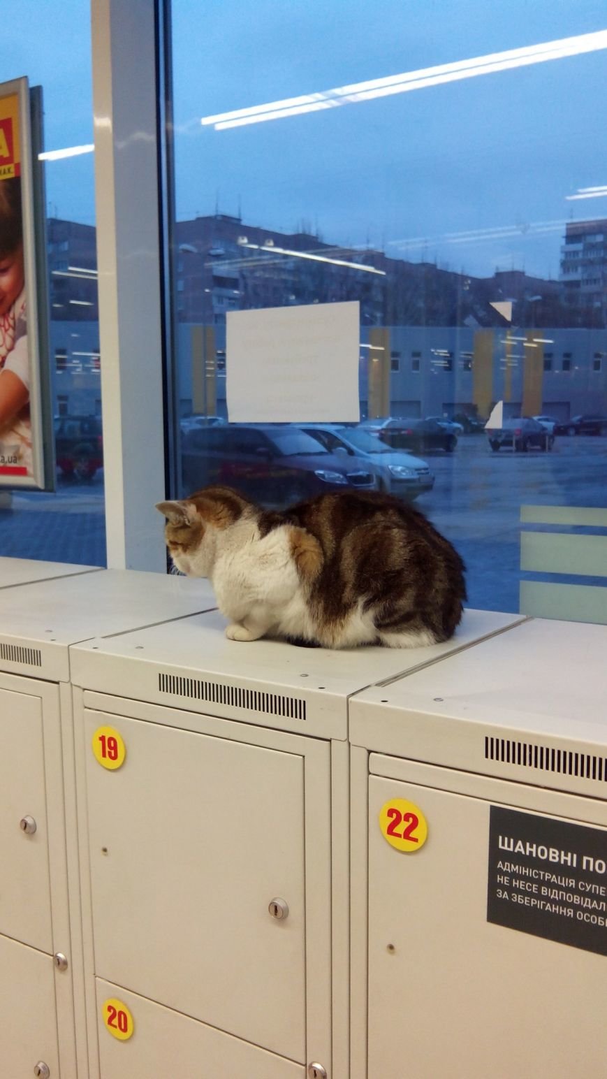 В Днепропетровском супермаркете кот работает охранником (фото) - фото 1