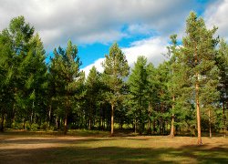 Russian forest_1